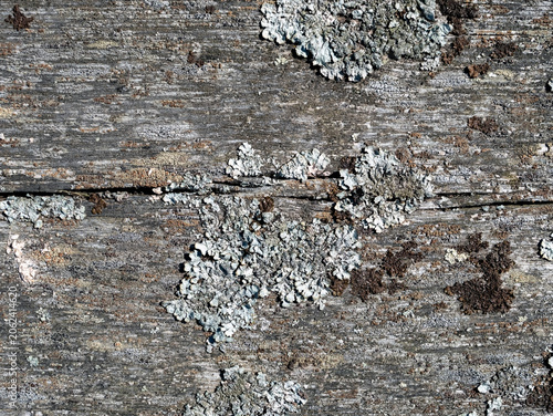 Hypogymnia physodes (monk's-hood lichen) growing on old wooden surface