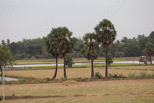 tree in the field in tamil nadu 