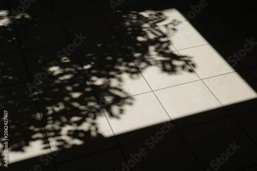 Fotografie Abstract silhouette of tree leaves shadow and sunlight contrast on a tiled floor
