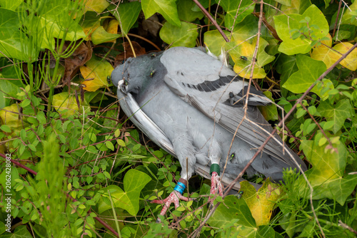 Fotografie Dead pigeon lying in green bushes with blowflies on its feathers