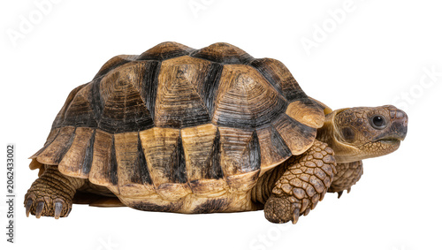 Fotografie African Spurred Tortoise with detailed shell and scaly skin