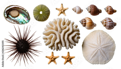 Photos Collection of marine life abalone shell sea urchins coral starfish seashells, sa