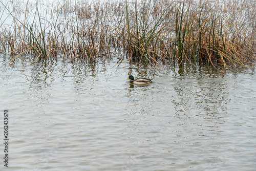 Duck swimming in calm water with reeds nearby