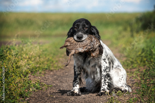 A white hunting spaniel holds a trophy partridge in its mouth. Hunting dogs.