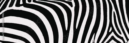 Photography Zebra Pattern Close-up Isolated on White Background