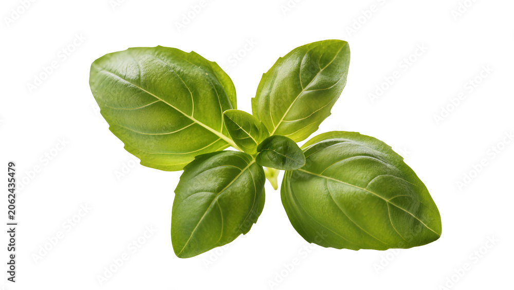 Obraz premium Fresh green basil herb sprig with visible veins, isolated on transparent background