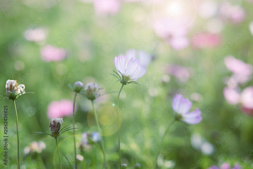 Fototapeta premium Pastel Cosmos Flowers In Natural Beauty 