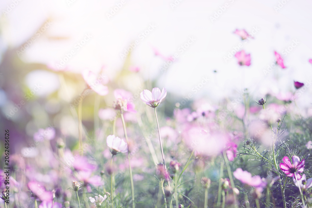Obraz premium Soft Focus Cosmos Garden In Bloom 