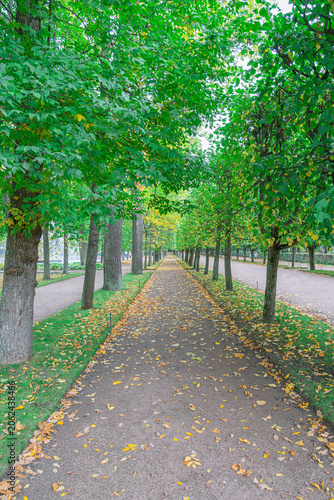 Green trees line a path in a quiet park in autumn