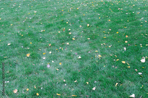 Colorful leaves on grass in autumn season