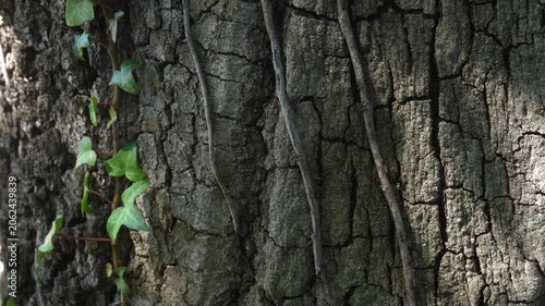 Ants moving along ivy-covered tree trunk in forest, close-up nature ecosystem