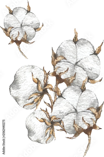Bild auf Leinwand watercolor illustration cottong soft flowers plant