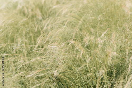 Fényképezés green ornamental feather grass swaying in the wind, abstract nature texture