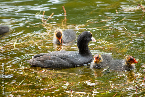 Eurasian Coot Parent Swimming With Young Chicks In A Lake A Eurasian coot parent swims with several colorful young chicks among aquatic plants in a freshwater lake during the breeding season.