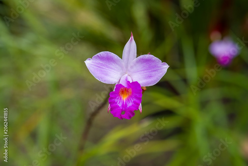 Delicate purple orchid blooms with vibrant center. Soft petals contrast against blurred green foliage. Natural garden setting, softly focused background. Flower stands out with vivid color