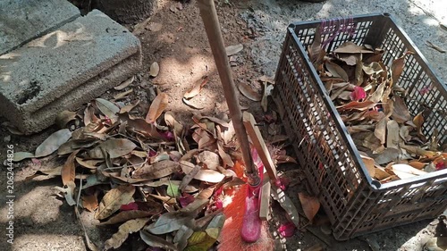 Sweeping Mango Leaves and Bougainvillea Flowers Into Plastic Bin with Dustpan