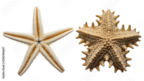 Fotografija Two starfish one white with orange stripes, one textured beige