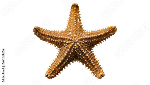 Fotografia Brown spiny starfish with five arms