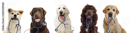 Photography Adorable dogs with stethoscopes on white background, collage