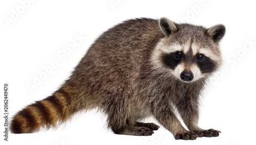 Cuadro en lienzo Raccoon with striped tail and masked face on white