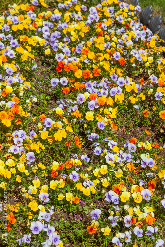 Bunt Blühende Horn-Veilchen (Viola cornuta) Blumen in einem Blumenbeet, Deutschland