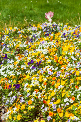 Bunt Blühende Horn-Veilchen (Viola cornuta) Blumen in einem Blumenbeet, Deutschland