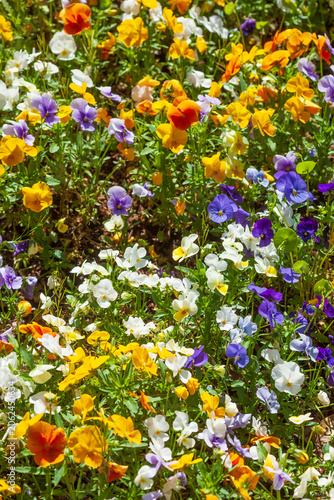 Bunt Blühende Horn-Veilchen (Viola cornuta) Blumen in einem Blumenbeet, Deutschland