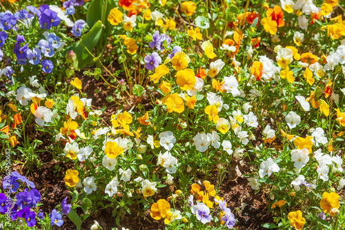 Bunt Blühende Horn-Veilchen (Viola cornuta) Blumen in einem Blumenbeet, Deutschland