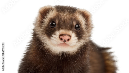 Canvas-taulu Ferret face with dark eyes and pink nose, brown and white fur