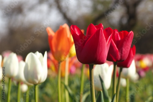 Fotografie 花　植物　花畑　Flower field in the evening