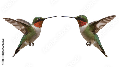 Obraz na plátne Two Ruby-throated hummingbirds in flight, facing each other