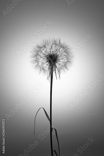 A solitary dandelion seed head stands delicately against a soft monochrome background, capturing a quiet moment of fragility, simplicity, and natural elegance.