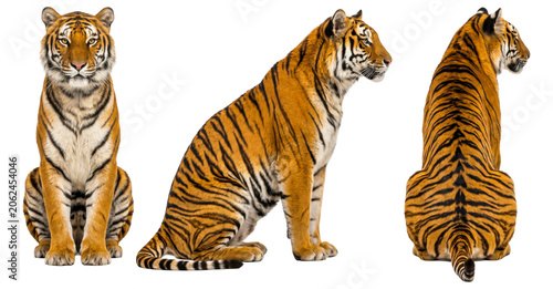 Three views of sitting orange tiger isolated on transparent background
