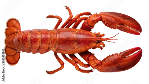 Canvas Print Whole cooked red lobster with claws and tail