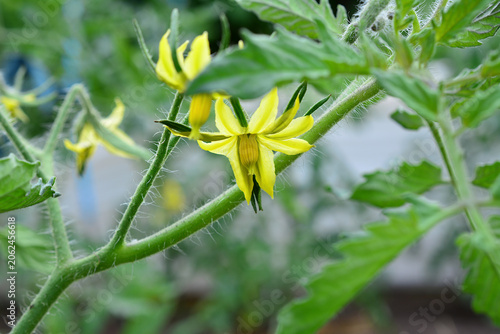 Close-up of yellow tomato flowers on a plant stem