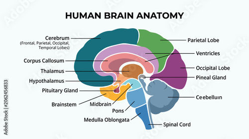 Bild auf Leinwand Detailed human brain anatomy diagram.