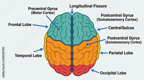 Photos Anatomy of the human brain lobes.