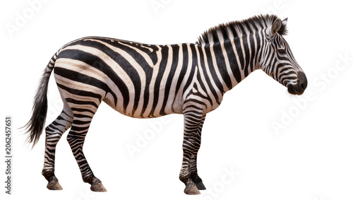Foto Zebra standing profile view black and white stripes