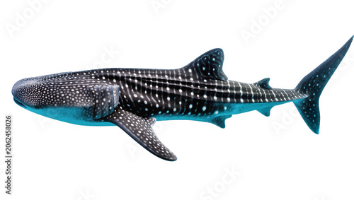 Whale shark with white spots swimming underwater