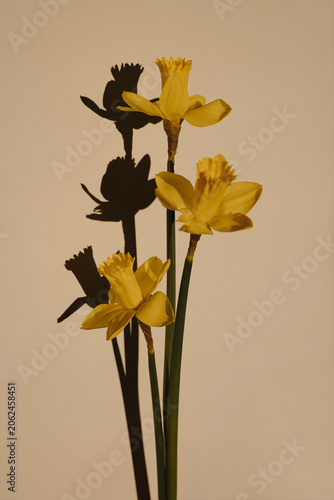 Three Yellow Daffodil Flowers with Dramatic Long Shadows on Neutral Wall