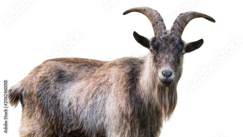 Φωτογραφία Mountain goat with large curved horns and shaggy fur