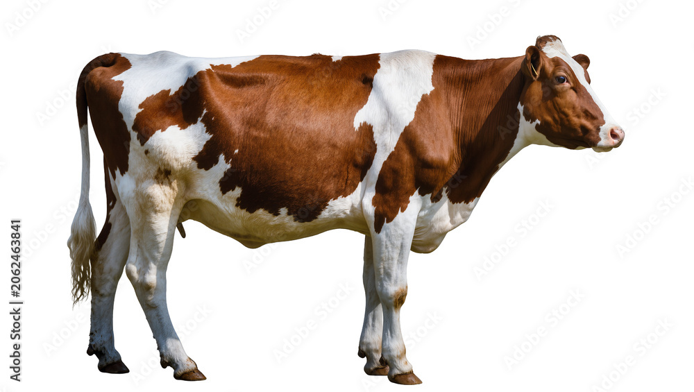 Obraz premium Brown and white spotted cow standing profile view