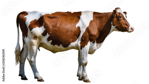 Brown and white spotted cow standing profile view