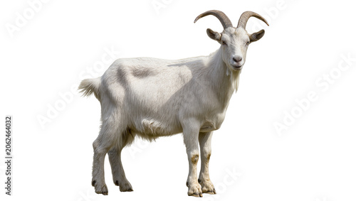 White goat with horns and beard standing