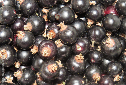 A bunch of ripe blackcurrants