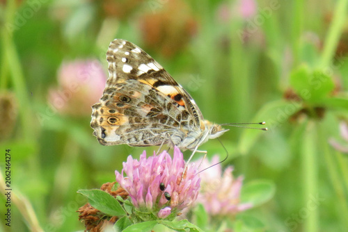 Painted lady butterfly. Vanessa cardui