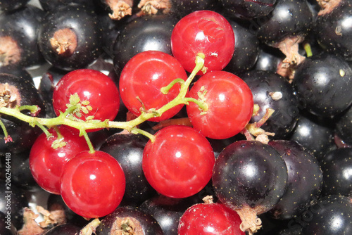 A pile of blackcurrants and red currants