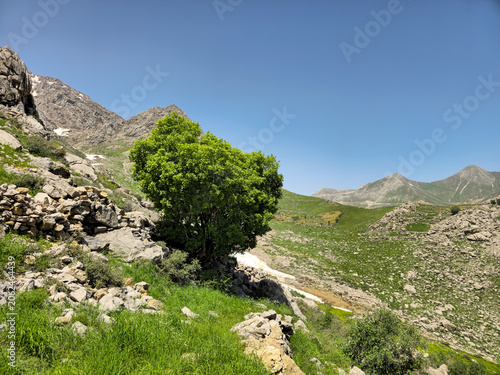 Φωτογραφία A solitary green tree grows beside an old stone wall on a spring hillside, overl