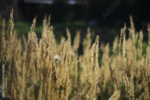Konstfotografi Golden Sunlit Grasses Against a Vibrant Green Background in Nature