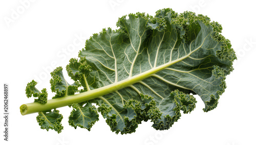 Curly green kale leaf with thick stem